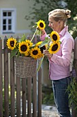 Sunflowers as a welcome at the garden gate