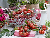 Basket with freshly harvested tomatoes (Lycopersicon)