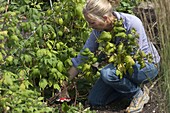 Woman cuts down harvested raspberry canes (Rubus)