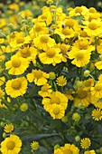 Helenium 'Kanaria' (Sunflower)