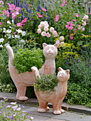 Terracotta cats planted with mini basil 'Picolino'