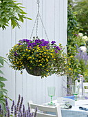 Baskets with Sanvitalia 'Aco Star' (Hussar's button), Verbena Stardreams