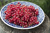 Frisch geerntete rote Johannisbeeren (Ribes)