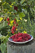 Frisch geerntete rote Johannisbeeren (Ribes) auf