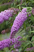 Buddleja 'Pink Delight' (Sommerflieder, Schmetterlingsflieder)