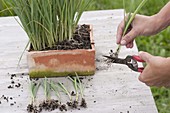 Planting leeks in a bed 1/2