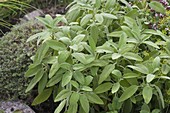 Sage (Salvia officinalis)