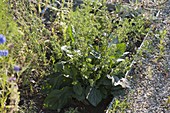 North American sage (Salvia lyrata), spice and fragrance plant