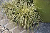 Carex hachijoensis 'Evergold' (Variegated Sedge) in a green pot