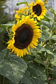 Helianthus annuus 'Sunrich Lemon' (Sunflowers)