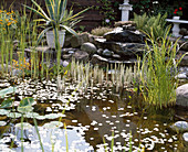 Pond with Hippuris vulgaris