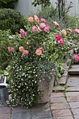 Rosa 'Duchess Friederike' (shrub rose by Noack), Bacopa