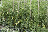 Tomato plants (Lycopersicon) grown on wooden sticks