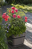 Wooden tub with rose 'Cadillac' (bedding rose), Viola cornuta 'Columbine'.