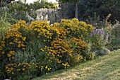 Yellow late summer flower bed