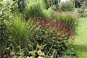 Polygonum amplexicaule 'Atropurpureum' (Candlewort), Helianthus