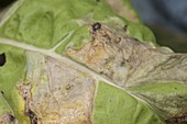 Fraßschaden der Minierfliege (Agromyzidae) an Mangold-Blatt (Beta)