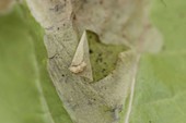 Fraßschaden der Minierfliege (Agromyzidae) an Mangold - Blatt (Beta)
