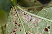 Lochfraß und Gespinst von Raupen an Bohnenblatt (Phaseolus)