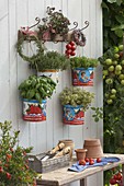 Empty tomato cans as pots for basil, thyme
