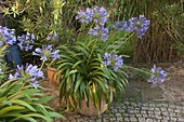 Agapanthus africanus (African ornamental lily)