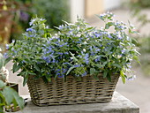 Caryopteris 'Blue Beard' planted in a basket box