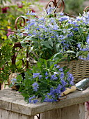 Caryopteris 'Blue Beard' (basket flower) in basket plants