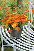 Bouquet of Calendula (marigolds) in tin bucket on white bench