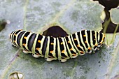 Caterpillar of the swallowtail (swallowtail butterfly)