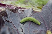 Green caterpillar from little cabbage white butterfly on cabbage leaf