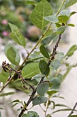 Monilia - Spitzendürre an Kirschbaum (Prunus)