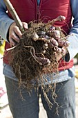 Freshly dug root of Jerusalem artichoke (Helianthus tuberosus)