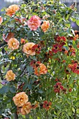 Rosa 'Belvedere' - Strauchrose 1,5 - 1,8 m hoch fruchtiger Duft (von Tantau)