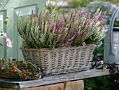 Basket box with Calluna vulgaris 'Twin Girls' (bud-flowering broom heather)