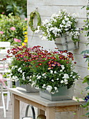 Solanum jasminoides (Jasmin-Nachtschatten), Argyranthemum 'Meteor Red'