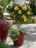 Hibiscus rosa-sinensis 'Harvest Sunset' (Roseneibisch)