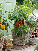 Roter und gelber Paprika (Capsicum) in Körben