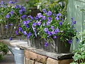 Viola cornuta 'Columbine' (horn violet)