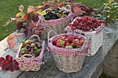 Raspberries, blackberries (Rubus), strawberries (Fragria) and currants