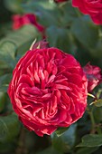 Rosa 'Red Leonardo da Vinci' (Nostalgic Rose)