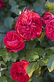 Pink 'Red Leonardo da Vinci' (Nostalgic Rose)