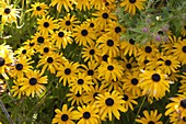 Rudbeckia fulgida 'Goldsturm' (coneflower)