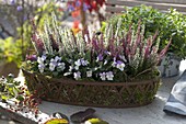 Calluna vulgaris 'Twin Girls' (Blossoming Broom Heath)