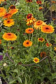 Calendula (Marigold), Zinnia (Zinnia)