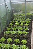 Greenhouse with various salads (Lactuca)