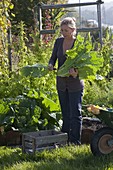 Frau erntet Chinakohl (Brassica) im Gemüsegarten