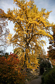 Ginkgo biloba (Fächerblattbaum) im Herbst