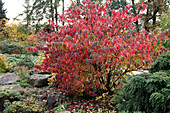 Stachyurus praecox (Perlschweif) im Herbst