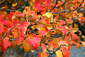 Fothergilla major (Federbuschstrauch)