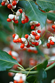 Euonymus fortunei (Kletter-Spindelstrauch) mit Früchten